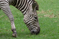 ISO 640, 1/160 sec at f / 9.0, 400 mm