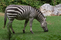 ISO 640, 1/200 sec at f / 9.0, 148 mm