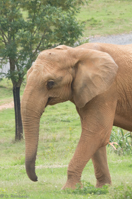 ISO 640, 1/250 sec at f / 9.0, 400 mm