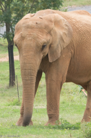 ISO 640, 1/250 sec at f / 9.0, 400 mm