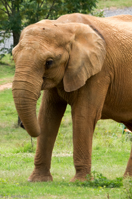 ISO 640, 1/250 sec at f / 9.0, 400 mm