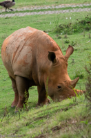 ISO 640, 1/320 sec at f / 9.0, 400 mm