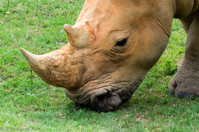 ISO 640, 1/250 sec at f / 9.0, 300 mm