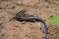 ISO 640, 1/250 sec at f / 9.0, 400 mm