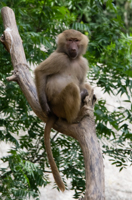 ISO 640, 1/200 sec at f / 9.0, 400 mm