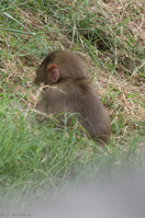 ISO 640, 1/200 sec at f / 9.0, 400 mm