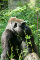 ISO 640, 1/50 sec at f / 9.0, 400 mm