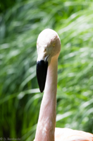 ISO 640, 1/200 sec at f / 9.0, 250 mm