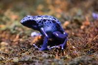 ISO 640, 1/50 sec at f / 2.8, 135 mm