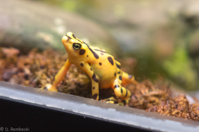 ISO 640, 1/25 sec at f / 2.8, 145 mm