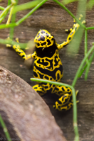 ISO 640, 1/80 sec at f / 2.8, 145 mm