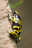 ISO 640, 1/60 sec at f / 2.8, 145 mm