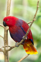 ISO 640, 1/50 sec at f / 2.8, 118 mm