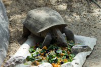 ISO 640, 1/2000 sec at f / 2.8, 83 mm