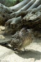 ISO 640, 1/2000 sec at f / 2.8, 135 mm