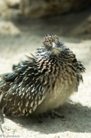 ISO 640, 1/1600 sec at f / 2.8, 180 mm