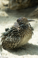 ISO 640, 1/1600 sec at f / 2.8, 180 mm