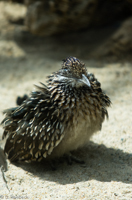 ISO 640, 1/1600 sec at f / 2.8, 180 mm