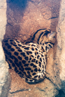 ISO 640, 1/30 sec at f / 2.8, 155 mm