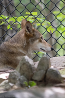 ISO 640, 1/30 sec at f / 5.6, 400 mm