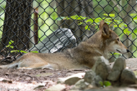 ISO 640, 1/30 sec at f / 5.6, 400 mm