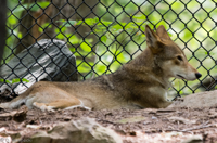 ISO 640, 1/40 sec at f / 5.6, 400 mm