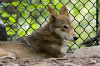 ISO 640, 1/40 sec at f / 5.6, 400 mm