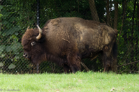 ISO 640, 1/100 sec at f / 5.6, 230 mm