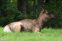 ISO 640, 1/125 sec at f / 5.6, 400 mm