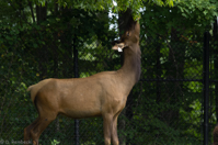 ISO 640, 1/125 sec at f / 5.6, 400 mm