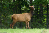 ISO 640, 1/100 sec at f / 5.6, 230 mm