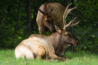 ISO 640, 1/125 sec at f / 5.6, 400 mm