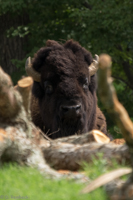 ISO 640, 1/250 sec at f / 5.6, 400 mm