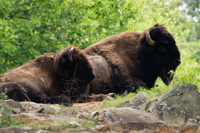 ISO 640, 1/400 sec at f / 5.6, 400 mm