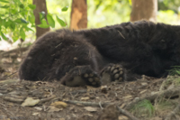 ISO 640, 1/60 sec at f / 5.6, 400 mm