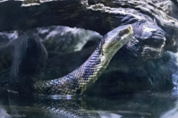 ISO 16000, 1/50 sec at f / 4.5, 120 mm