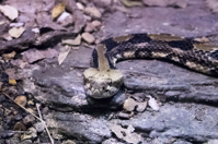 ISO 16000, 1/250 sec at f / 4.5, 120 mm