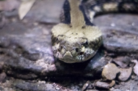 ISO 16000, 1/125 sec at f / 5.6, 400 mm