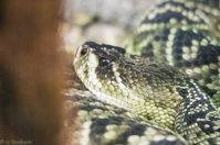 ISO 16000, 1/50 sec at f / 5.6, 300 mm