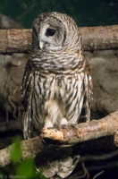 ISO 16000, 1/125 sec at f / 6.3, 120 mm