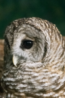 ISO 16000, 1/100 sec at f / 6.3, 300 mm