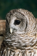 ISO 16000, 1/100 sec at f / 6.3, 300 mm