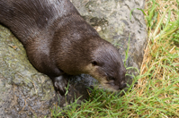 ISO 800, 1/400 sec at f / 6.3, 130 mm