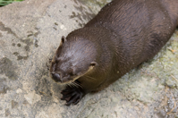 ISO 800, 1/320 sec at f / 6.3, 130 mm